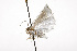  (Urola nivalis PS1 - TAMUICEGR-0526)  @13 [ ] CreativeCommons - Attribution (2010) CBG Photography Group Centre for Biodiversity Genomics