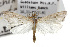  (Haimbachia - TAMUICEGR-0527)  @15 [ ] CreativeCommons - Attribution (2010) CBG Photography Group Centre for Biodiversity Genomics