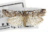 ( - TAMUICEGR-0559)  @11 [ ] CreativeCommons - Attribution (2010) CBG Photography Group Centre for Biodiversity Genomics