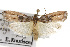  ( - TAMUICEGR-0566)  @14 [ ] CreativeCommons - Attribution (2010) CBG Photography Group Centre for Biodiversity Genomics