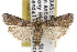  ( - TAMUICEGR-0571)  @14 [ ] CreativeCommons - Attribution (2010) CBG Photography Group Centre for Biodiversity Genomics