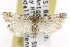  ( - TAMUICEGR-0597)  @14 [ ] CreativeCommons - Attribution (2010) CBG Photography Group Centre for Biodiversity Genomics