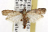  ( - TAMUICEGR-0608)  @14 [ ] CreativeCommons - Attribution (2010) CBG Photography Group Centre for Biodiversity Genomics