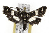  ( - TAMUICEGR-0631)  @11 [ ] CreativeCommons - Attribution (2010) CBG Photography Group Centre for Biodiversity Genomics