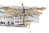  (Oidaematophorus longifrons - TAMUICEGR-0644)  @11 [ ] CreativeCommons - Attribution (2010) CBG Photography Group Centre for Biodiversity Genomics
