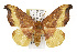  ( - TAMUICEGR-0654)  @15 [ ] CreativeCommons - Attribution (2010) CBG Photography Group Centre for Biodiversity Genomics
