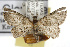  ( - TAMUICEGR-0667)  @14 [ ] CreativeCommons - Attribution (2010) CBG Photography Group Centre for Biodiversity Genomics
