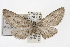  ( - TAMUICEGR-0670)  @14 [ ] CreativeCommons - Attribution (2010) CBG Photography Group Centre for Biodiversity Genomics