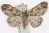  ( - TAMUICEGR-0676)  @14 [ ] CreativeCommons - Attribution (2010) CBG Photography Group Centre for Biodiversity Genomics