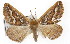  ( - TAMUICEGR-0716)  @14 [ ] CreativeCommons - Attribution (2010) CBG Photography Group Centre for Biodiversity Genomics