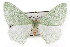 ( - TAMUICEGR-0730)  @14 [ ] CreativeCommons - Attribution (2010) CBG Photography Group Centre for Biodiversity Genomics