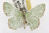  ( - TAMUICEGR-0732)  @11 [ ] CreativeCommons - Attribution (2010) CBG Photography Group Centre for Biodiversity Genomics