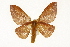  (Anisota discolor - TAMUICEGR-0782)  @14 [ ] CreativeCommons - Attribution (2010) CBG Photography Group Centre for Biodiversity Genomics