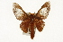  ( - TAMUICEGR-0783)  @13 [ ] CreativeCommons - Attribution (2010) CBG Photography Group Centre for Biodiversity Genomics