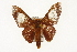  ( - TAMUICEGR-0784)  @11 [ ] CreativeCommons - Attribution (2010) CBG Photography Group Centre for Biodiversity Genomics