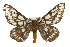  ( - TAMUICEGR-0792)  @14 [ ] CreativeCommons - Attribution (2010) CBG Photography Group Centre for Biodiversity Genomics