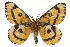  (Hemileuca eglanterina shastaensis - TAMUICEGR-0794)  @15 [ ] CreativeCommons - Attribution (2010) CBG Photography Group Centre for Biodiversity Genomics