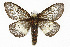  ( - TAMUICEGR-0799)  @11 [ ] CreativeCommons - Attribution (2010) CBG Photography Group Centre for Biodiversity Genomics