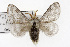  (Tolype notialis - TAMUICEGR-0815)  @15 [ ] CreativeCommons - Attribution (2010) CBG Photography Group Centre for Biodiversity Genomics