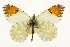  ( - TAMUICEGR-0847)  @11 [ ] CreativeCommons - Attribution (2010) CBG Photography Group Centre for Biodiversity Genomics