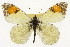  ( - TAMUICEGR-0848)  @11 [ ] CreativeCommons - Attribution (2010) CBG Photography Group Centre for Biodiversity Genomics