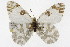  ( - TAMUICEGR-0851)  @11 [ ] CreativeCommons - Attribution (2010) CBG Photography Group Centre for Biodiversity Genomics