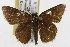  (Amblyscirtes alternata - TAMUICEGR-0882)  @13 [ ] CreativeCommons - Attribution (2010) CBG Photography Group Centre for Biodiversity Genomics