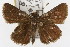  ( - TAMUICEGR-0883)  @13 [ ] CreativeCommons - Attribution (2010) CBG Photography Group Centre for Biodiversity Genomics