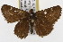  ( - TAMUICEGR-0885)  @11 [ ] CreativeCommons - Attribution (2010) CBG Photography Group Centre for Biodiversity Genomics