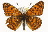  ( - TAMUICEGR-0889)  @11 [ ] CreativeCommons - Attribution (2010) CBG Photography Group Centre for Biodiversity Genomics