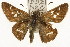  ( - TAMUICEGR-0891)  @15 [ ] CreativeCommons - Attribution (2010) CBG Photography Group Centre for Biodiversity Genomics