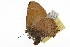  ( - TAMUICEGR-0926)  @11 [ ] CreativeCommons - Attribution (2010) CBG Photography Group Centre for Biodiversity Genomics