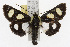  ( - TAMUICEGR-0935)  @13 [ ] CreativeCommons - Attribution (2010) CBG Photography Group Centre for Biodiversity Genomics