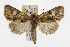  ( - TAMUICEGR-0936)  @15 [ ] CreativeCommons - Attribution (2010) CBG Photography Group Centre for Biodiversity Genomics