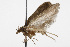  ( - TAMUICEGR-0943)  @13 [ ] CreativeCommons - Attribution (2010) CBG Photography Group Centre for Biodiversity Genomics