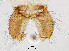  (Procladius sp. 6XL - sun120)  @11 [ ] CreativeCommons - Attribution Non-Commercial Share-Alike (2020) Xiaolong Lin College of Life Sciences, Nankai Unviersity