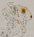  ( - sun127)  @12 [ ] CreativeCommons - Attribution Non-Commercial Share-Alike (2020) Xiaolong Lin College of Life Sciences, Nankai Unviersity
