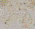  (Conchapelopia sp. 7XL - sun135)  @11 [ ] CreativeCommons - Attribution Non-Commercial Share-Alike (2020) Xiaolong Lin College of Life Sciences, Nankai Unviersity
