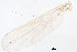  (Zavrelimyia sp. 2XL - sun141)  @11 [ ] CreativeCommons - Attribution Non-Commercial Share-Alike (2020) Xiaolong Lin College of Life Sciences, Nankai Unviersity