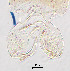  (Rheopelopia sp. 1XL - sun143)  @11 [ ] CreativeCommons - Attribution Non-Commercial Share-Alike (2020) Xiaolong Lin College of Life Sciences, Nankai Unviersity