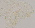  (Conchapelopia sp. 6XL - sun159)  @11 [ ] CreativeCommons - Attribution Non-Commercial Share-Alike (2020) Xiaolong Lin College of Life Sciences, Nankai Unviersity