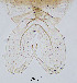  (Zavrelimyia sp. 1XL - sun198)  @11 [ ] CreativeCommons - Attribution Non-Commercial Share-Alike (2020) Xiaolong Lin College of Life Sciences, Nankai Unviersity