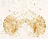  (Thienemannimyia tripunctata - sun263)  @12 [ ] CreativeCommons - Attribution Non-Commercial Share-Alike (2020) Xiaolong Lin College of Life Sciences, Nankai Unviersity