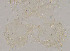  ( - sun270)  @12 [ ] CreativeCommons - Attribution Non-Commercial Share-Alike (2020) Xiaolong Lin College of Life Sciences, Nankai Unviersity