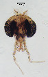  (Ablabesmyia sp. 5XL - sun276)  @11 [ ] CreativeCommons - Attribution Non-Commercial Share-Alike (2020) Xiaolong Lin College of Life Sciences, Nankai Unviersity