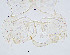  (Conchapelopia sp. 2XL - sun282)  @11 [ ] CreativeCommons - Attribution Non-Commercial Share-Alike (2020) Xiaolong Lin College of Life Sciences, Nankai Unviersity
