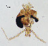  (Ablabesmyia daiensis - sun309)  @11 [ ] CreativeCommons - Attribution Non-Commercial Share-Alike (2020) Xiaolong Lin College of Life Sciences, Nankai Unviersity