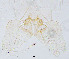  (Ablabesmyia longistyla - sun310)  @12 [ ] CreativeCommons - Attribution Non-Commercial Share-Alike (2020) Xiaolong Lin College of Life Sciences, Nankai Unviersity