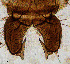  (Procladius sp. 7XL - sun335)  @11 [ ] CreativeCommons - Attribution Non-Commercial Share-Alike (2020) Xiaolong Lin College of Life Sciences, Nankai Unviersity