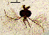  (Natarsia qinlingica - sun342)  @11 [ ] CreativeCommons - Attribution Non-Commercial Share-Alike (2020) Xiaolong Lin College of Life Sciences, Nankai Unviersity